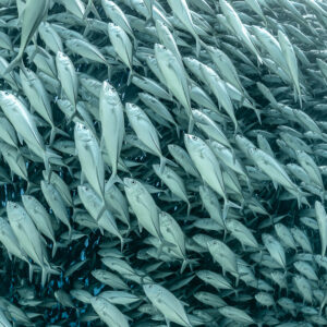 Trevallies twisting in all directions in a close swirl, Cabo Pulmo, Baja California Sur, Mexico