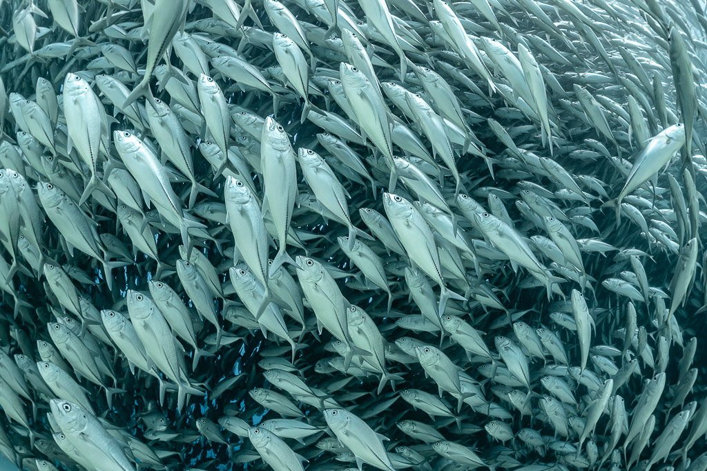 Trevallies twisting in all directions in a close swirl, Cabo Pulmo, Baja California Sur, Mexico