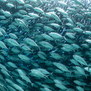 Close rows of trevallies crossing the frame from left to right, Cabo Pulmo, Baja California Sur, Mexico
