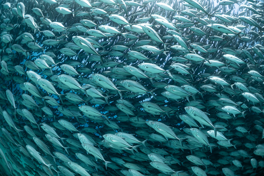 Close rows of trevallies crossing the frame from left to right, Cabo Pulmo, Baja California Sur, Mexico