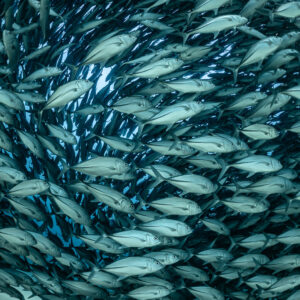 Vertical fisheye frame of trevallies circling in a dark ring, Cabo Pulmo, Baja California Sur, Mexico