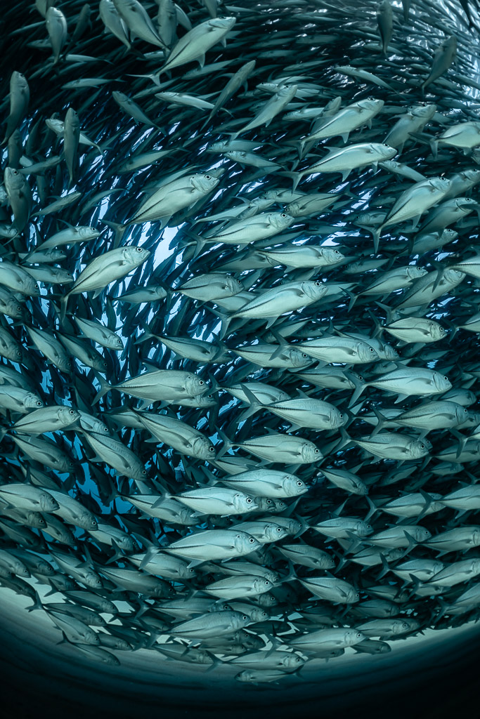 Vertical fisheye frame of trevallies circling in a dark ring, Cabo Pulmo, Baja California Sur, Mexico