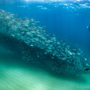 Diver swimming alongside a long trevally school over sand, Cabo Pulmo, Baja California Sur, Mexico