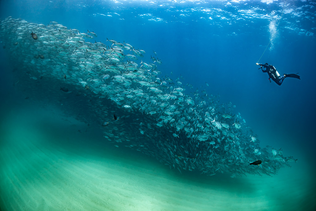 Diver swimming alongside a long trevally school over sand, Cabo Pulmo, Baja California Sur, Mexico