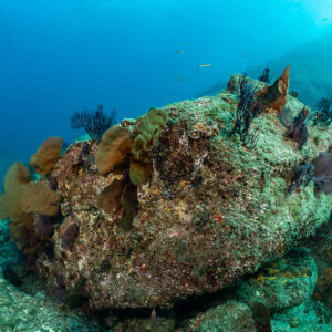 Rocher récifal avec éponges orange et gorgones noires dans l’eau bleue, Basse-Californie du Sud, Mexique