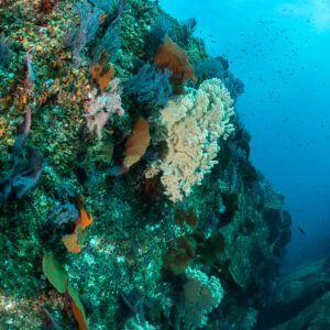 Tombant récifal vertical couvert d’éponges, de coraux et de poissons, Basse-Californie du Sud, Mexique