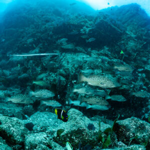 Rocky reef slope with grunts sheltering among boulders, Baja California Sur, Mexico