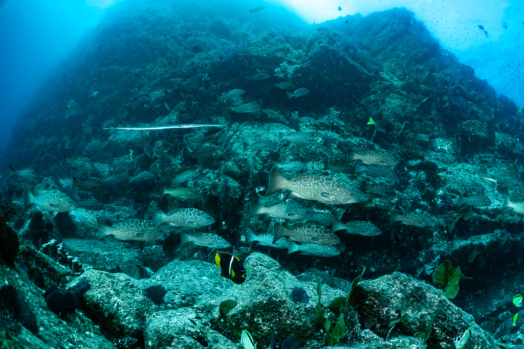 Rocky reef slope with grunts sheltering among boulders, Baja California Sur, Mexico