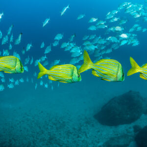 Yellow blue-striped grunts swimming ahead of a silver grunt school, Baja California Sur, Mexico