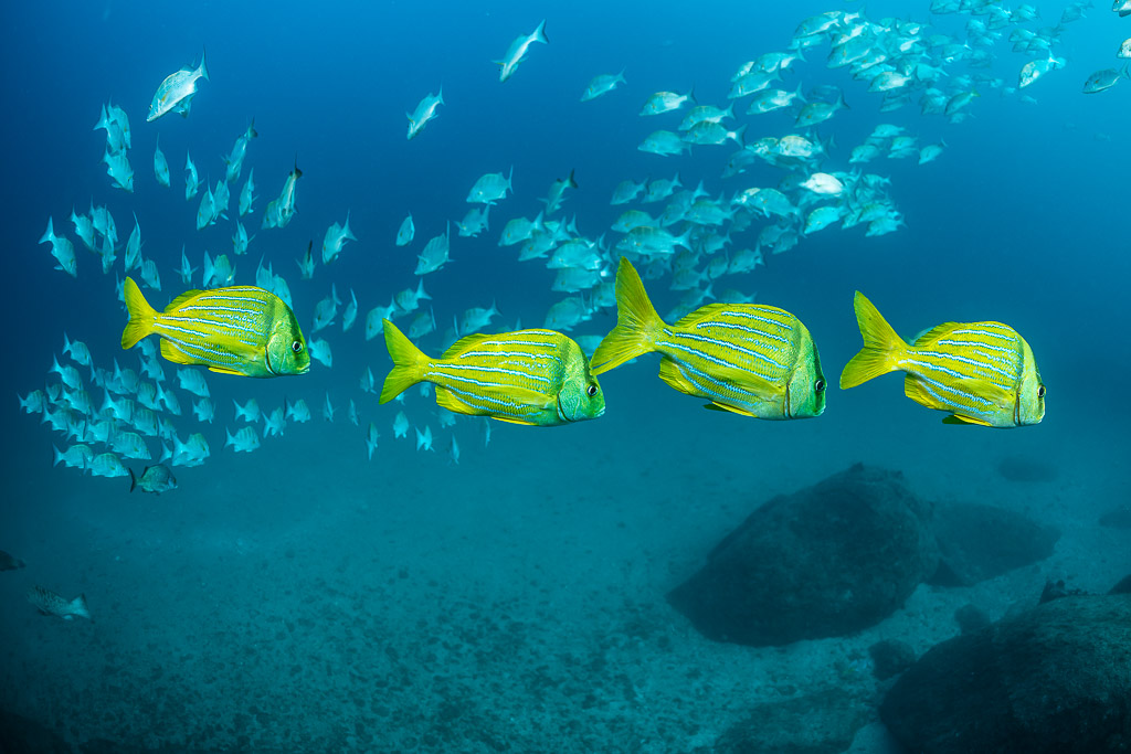Yellow blue-striped grunts swimming ahead of a silver grunt school, Baja California Sur, Mexico