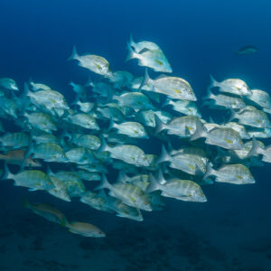 Banc de gorettes argentées tachetées dans le bleu profond, Basse-Californie du Sud, Mexique
