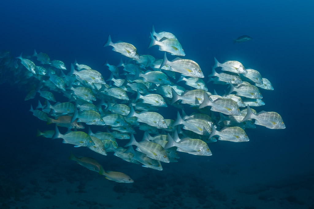 School of silver spotted grunts in deep blue water, Baja California Sur, Mexico