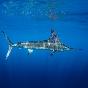 Striped marlin cruising just below the surface in deep blue, Magdalena Bay, Baja California Sur, Mexico