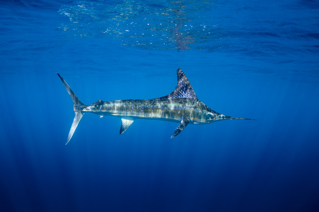 Striped marlin cruising just below the surface in deep blue, Magdalena Bay, Baja California Sur, Mexico