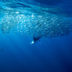 Striped marlin charging a sardine bait ball near the surface, Magdalena Bay, Baja California Sur, Mexico