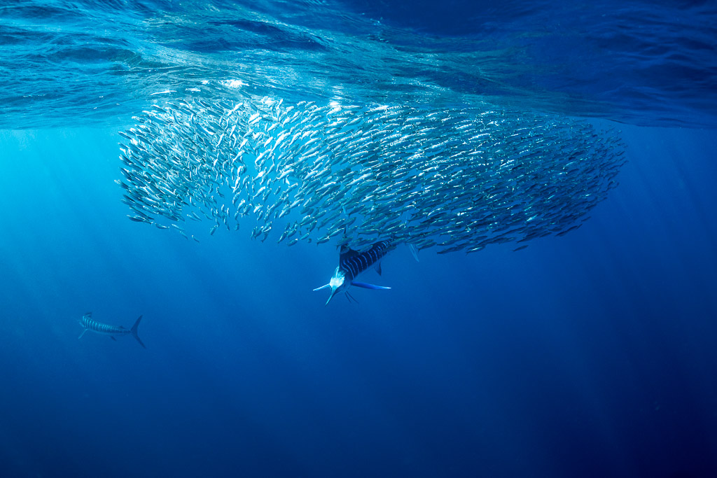 Striped marlin charging a sardine bait ball near the surface, Magdalena Bay, Baja California Sur, Mexico