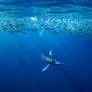 Striped marlin showing its stripes below a long bait ball, Magdalena Bay, Baja California Sur, Mexico