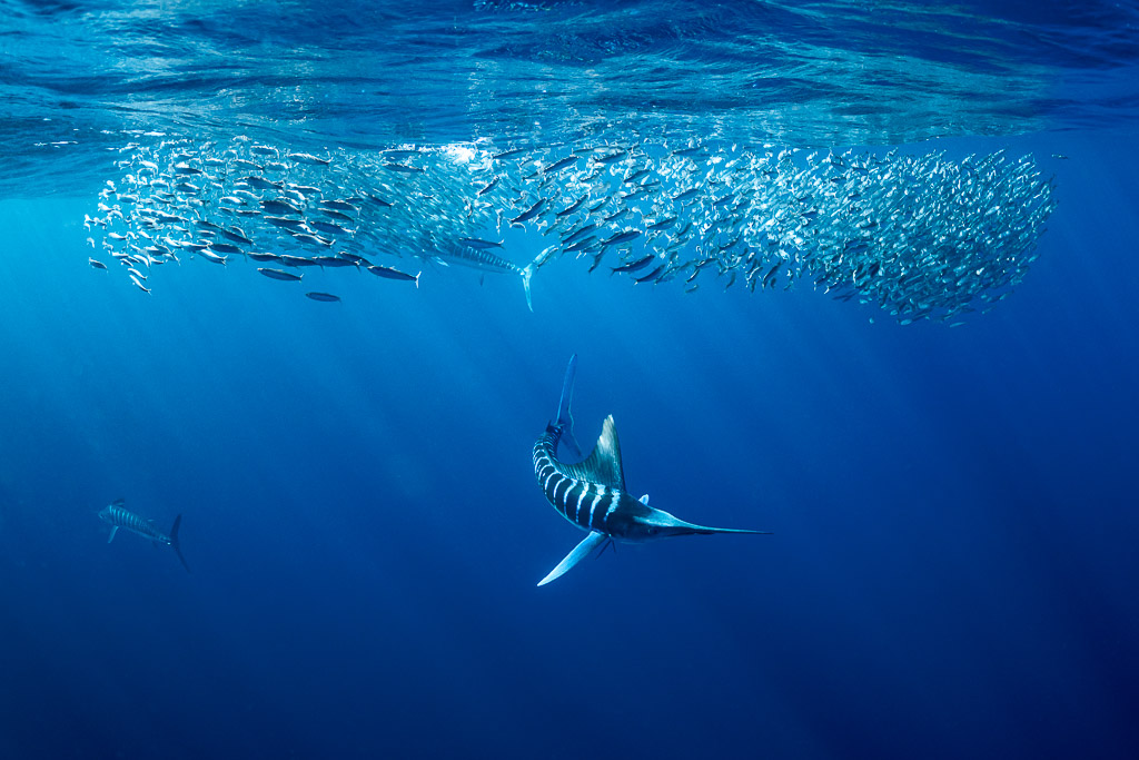 Striped marlin showing its stripes below a long bait ball, Magdalena Bay, Baja California Sur, Mexico