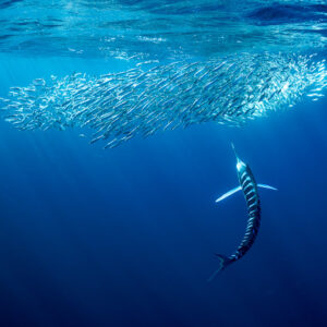 Striped marlin curving upward toward a bait ball under the surface, Magdalena Bay, Baja California Sur, Mexico