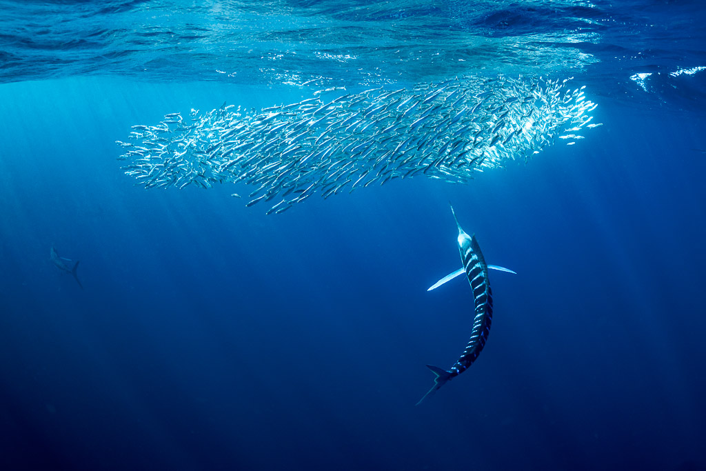 Striped marlin curving upward toward a bait ball under the surface, Magdalena Bay, Baja California Sur, Mexico