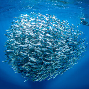 Dense bait ball with a freediver at the surface above, Magdalena Bay, Baja California Sur, Mexico
