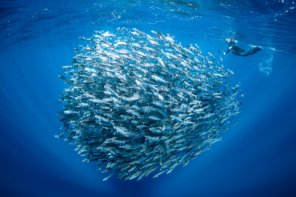 Dense bait ball with a freediver at the surface above, Magdalena Bay, Baja California Sur, Mexico
