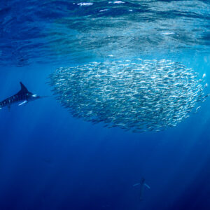 Striped marlin approaching an oval bait ball near the surface, Magdalena Bay, Baja California Sur, Mexico