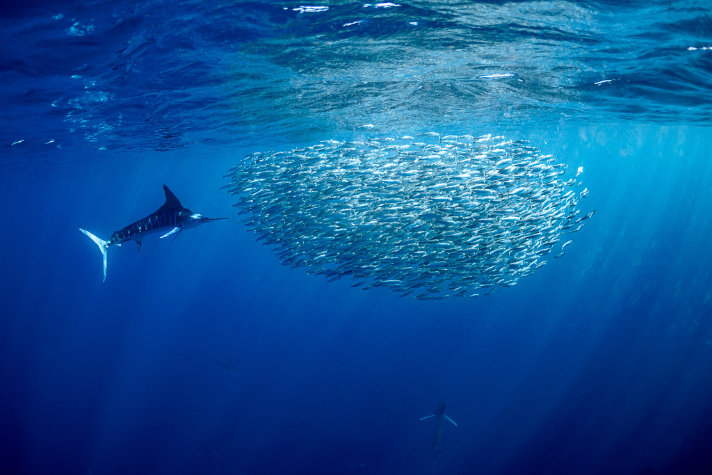 Striped marlin approaching an oval bait ball near the surface, Magdalena Bay, Baja California Sur, Mexico