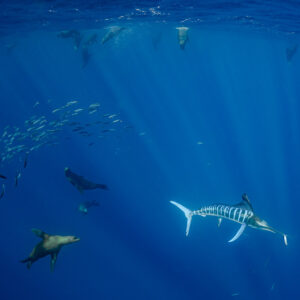 Marlin rayé et otaries chassant autour de poissons-fourrage dispersés, baie de Magdalena, Basse-Californie du Sud, Mexique