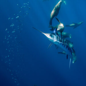 Cadrage vertical d’un marlin rayé plongeant parmi otaries et poissons-fourrage, baie de Magdalena, Basse-Californie du Sud, Mexique