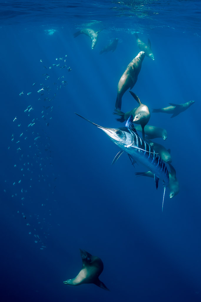 Vertical frame of a striped marlin diving among sea lions and baitfish, Magdalena Bay, Baja California Sur, Mexico