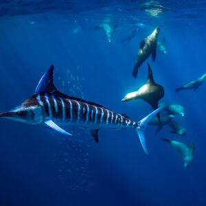 Marlin rayé aux couleurs vives passant devant un groupe d’otaries, baie de Magdalena, Basse-Californie du Sud, Mexique