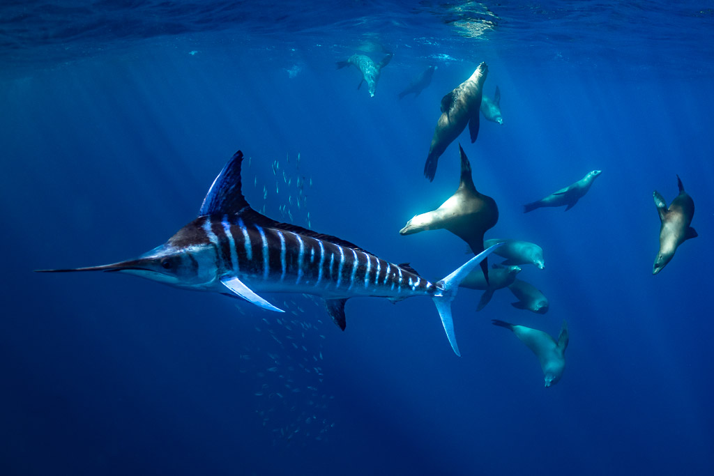 Marlin rayé aux couleurs vives passant devant un groupe d’otaries, baie de Magdalena, Basse-Californie du Sud, Mexique
