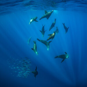 Sea lions diving in sunrays toward a small bait ball, Magdalena Bay, Baja California Sur, Mexico