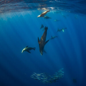 Cadrage vertical d’otaries plongeant dans les rais de lumière au-dessus du fourrage, baie de Magdalena, Basse-Californie du Sud, Mexique