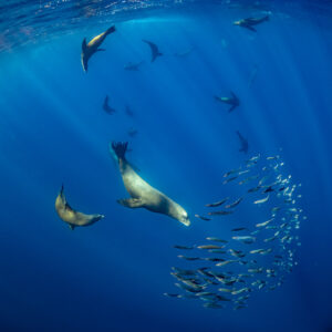 Sea lions circling a curved bait school in deep blue, Magdalena Bay, Baja California Sur, Mexico