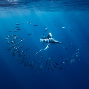 Striped marlin in the middle of a ring of scattering baitfish, Magdalena Bay, Baja California Sur, Mexico
