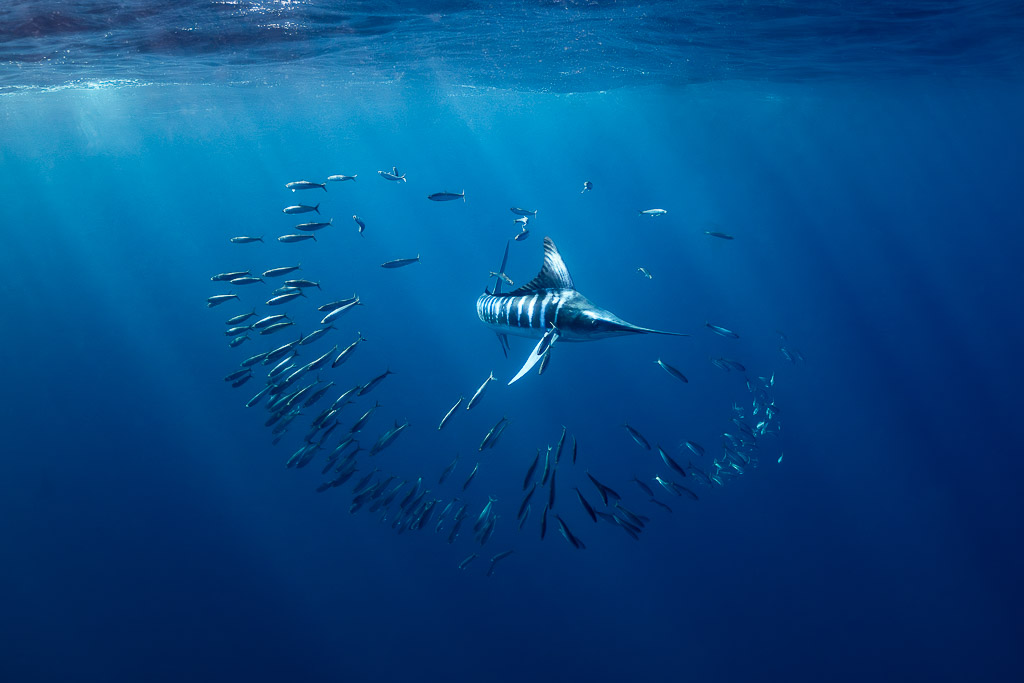 Striped marlin in the middle of a ring of scattering baitfish, Magdalena Bay, Baja California Sur, Mexico