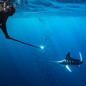 Apnéiste avec perche photo et lampe filmant un marlin rayé, baie de Magdalena, Basse-Californie du Sud, Mexique