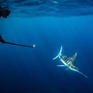 Striped marlin turning below a freediver holding a camera pole, Magdalena Bay, Baja California Sur, Mexico