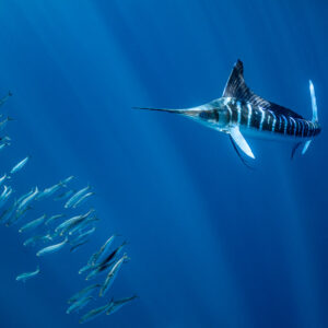 Striped marlin with raised dorsal fin facing a line of baitfish, Magdalena Bay, Baja California Sur, Mexico
