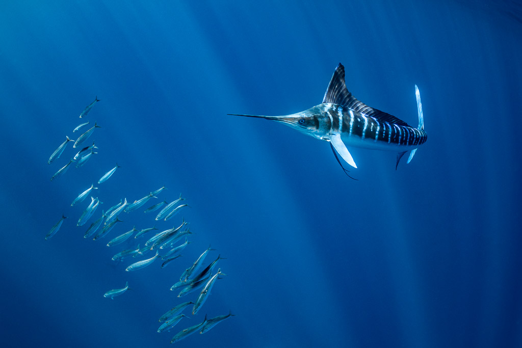 Striped marlin with raised dorsal fin facing a line of baitfish, Magdalena Bay, Baja California Sur, Mexico