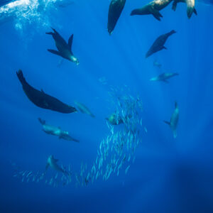 Cadrage vertical d’otaries plongeant vers un banc de fourrage dans les rais de lumière, baie de Magdalena, Basse-Californie du Sud, Mexique