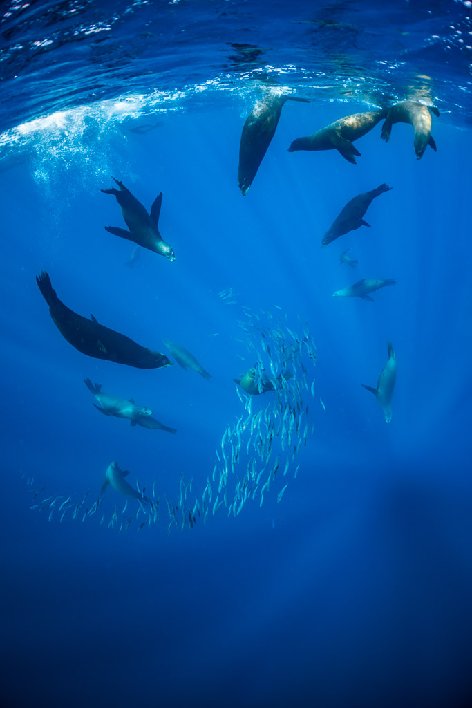 Cadrage vertical d’otaries plongeant vers un banc de fourrage dans les rais de lumière, baie de Magdalena, Basse-Californie du Sud, Mexique