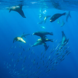 Groupe d’otaries se rassemblant au-dessus d’un banc de fourrage, cadrage vertical, baie de Magdalena, Basse-Californie du Sud, Mexique