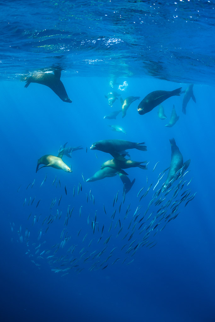 Groupe d’otaries se rassemblant au-dessus d’un banc de fourrage, cadrage vertical, baie de Magdalena, Basse-Californie du Sud, Mexique