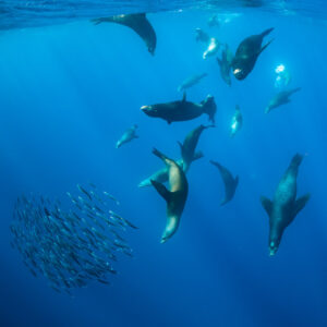 Sea lions descending in a column beside a tight bait ball, Magdalena Bay, Baja California Sur, Mexico