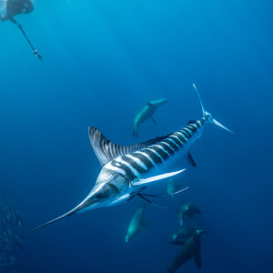Cadrage vertical d’un marlin rayé plongeant avec des otaries sous un apnéiste, baie de Magdalena, Basse-Californie du Sud, Mexique