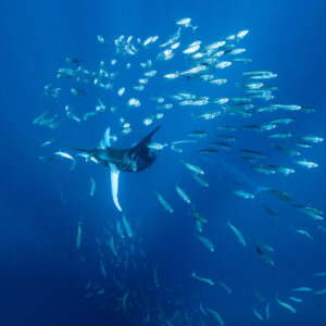 Striped marlin seen head-on inside a loose bait school, Magdalena Bay, Baja California Sur, Mexico