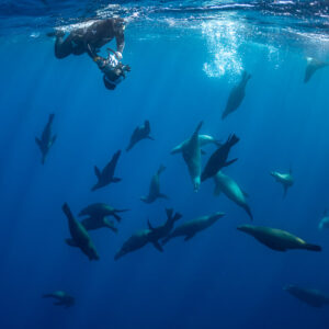 Apnéiste filmant un grand groupe d’otaries depuis la surface, baie de Magdalena, Basse-Californie du Sud, Mexique